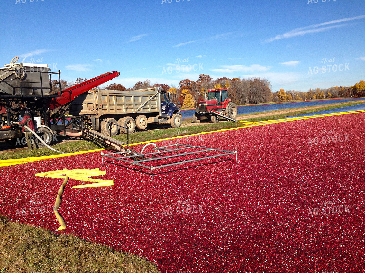 Cranberry Harvest 156056