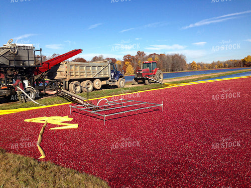 Cranberry Harvest 156056