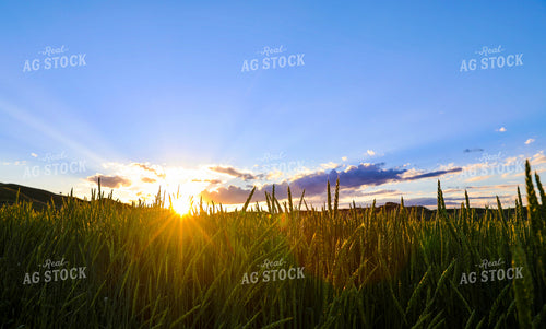 Green Willow Creek Winter Wheat 87023