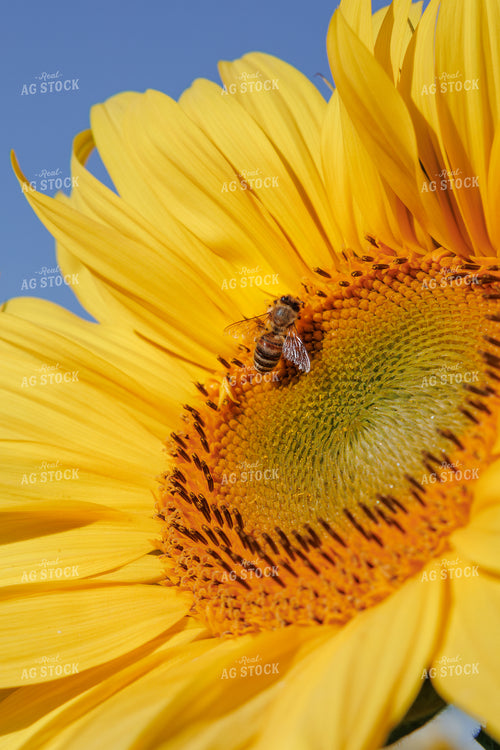Sunflower with Bee 295126
