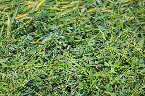 Cut Alfalfa Hay 82288