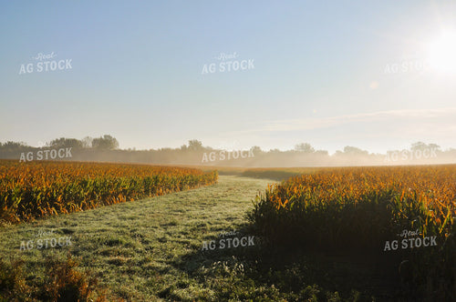 Foggy Sunrise Over Field 277006