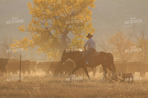 Rancher and Dog with Angus Cattle 63020