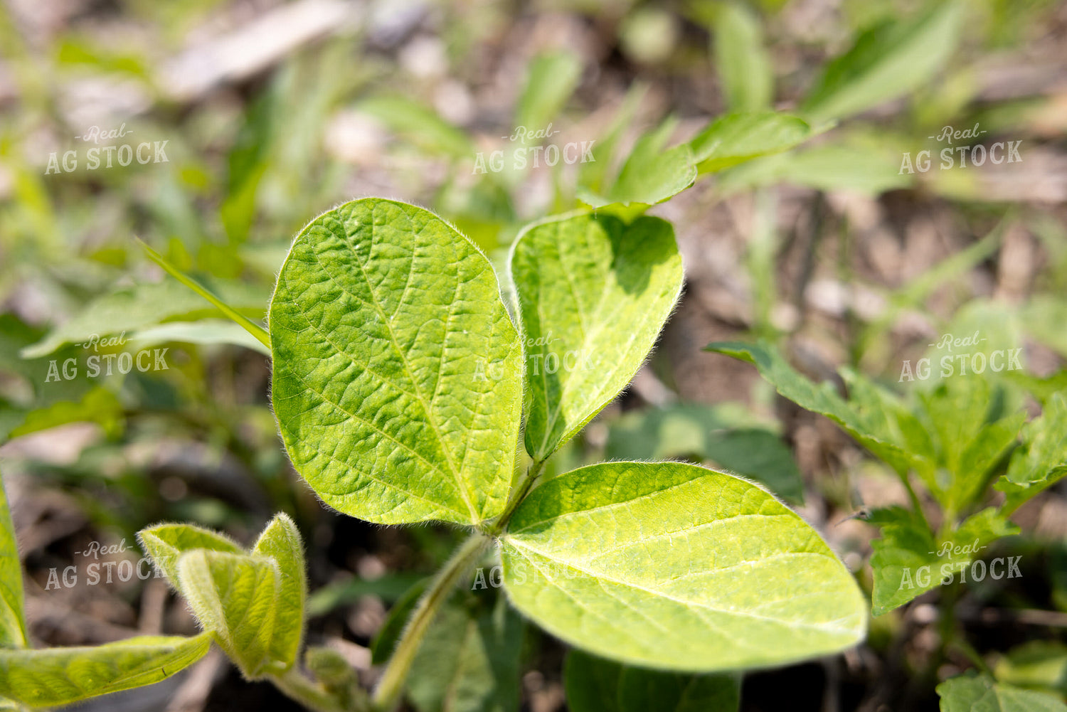 Early Growth Soybeans 178129