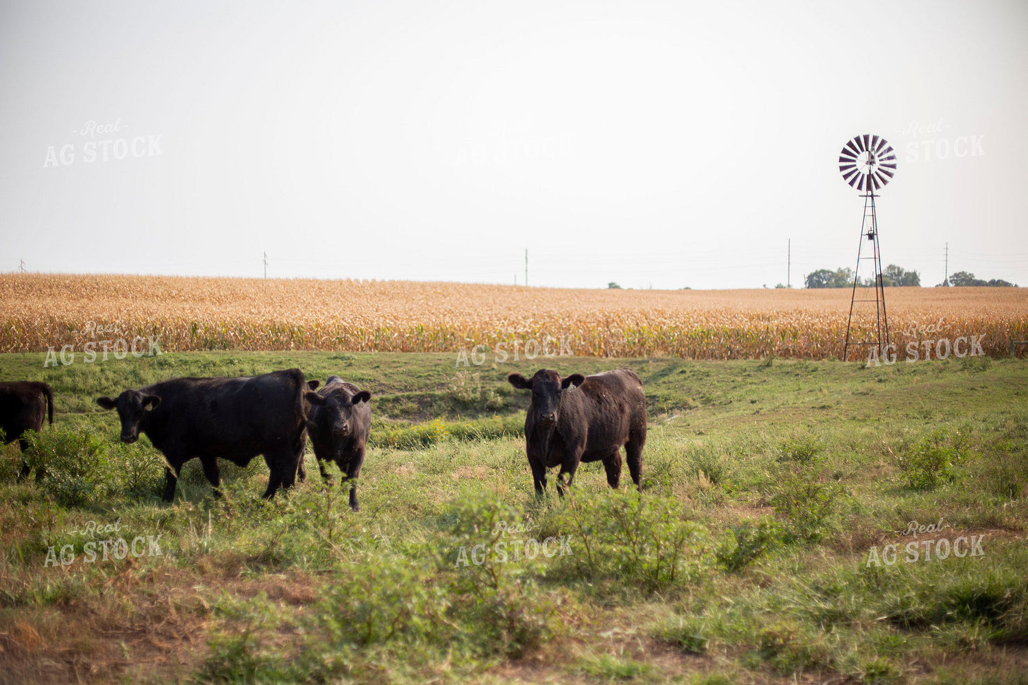 Angus Cattle in Pasture 93002
