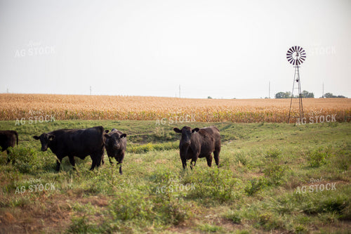 Angus Cattle in Pasture 93002