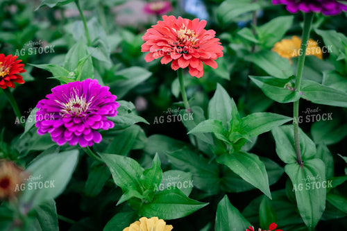 Zinnias 218057