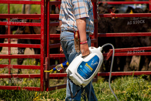 Applying Cattle Pour-On Parasite Control 214293