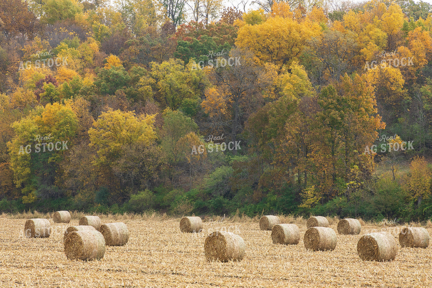 Corn Stalk Bales 145095