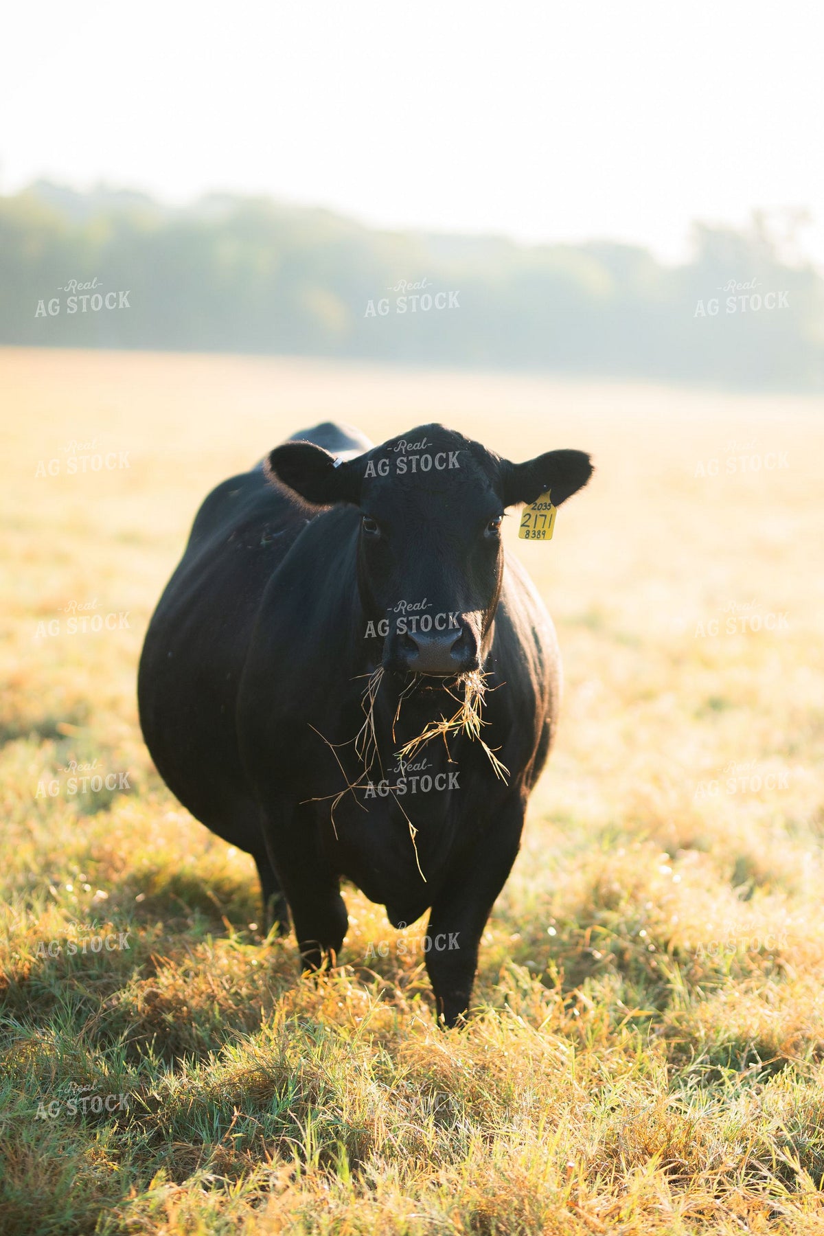 Black Angus Cow Grazing in Misty Morning Pasture 402025