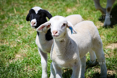 Lambs 84278