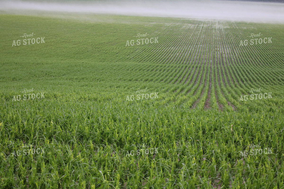 Hail and Wind Damaged Corn 82500