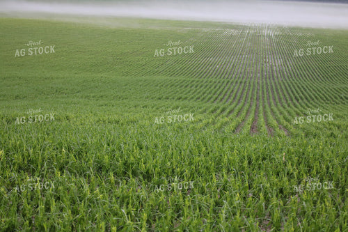 Hail and Wind Damaged Corn 82500