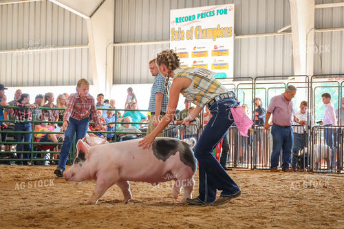 4H Kid Showing Pig 52201