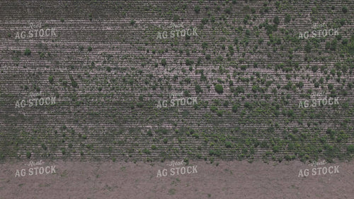 Vertical Tillage 239387