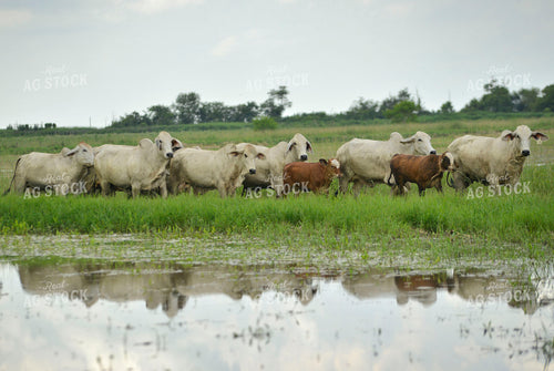 Brahman Cattle 110019