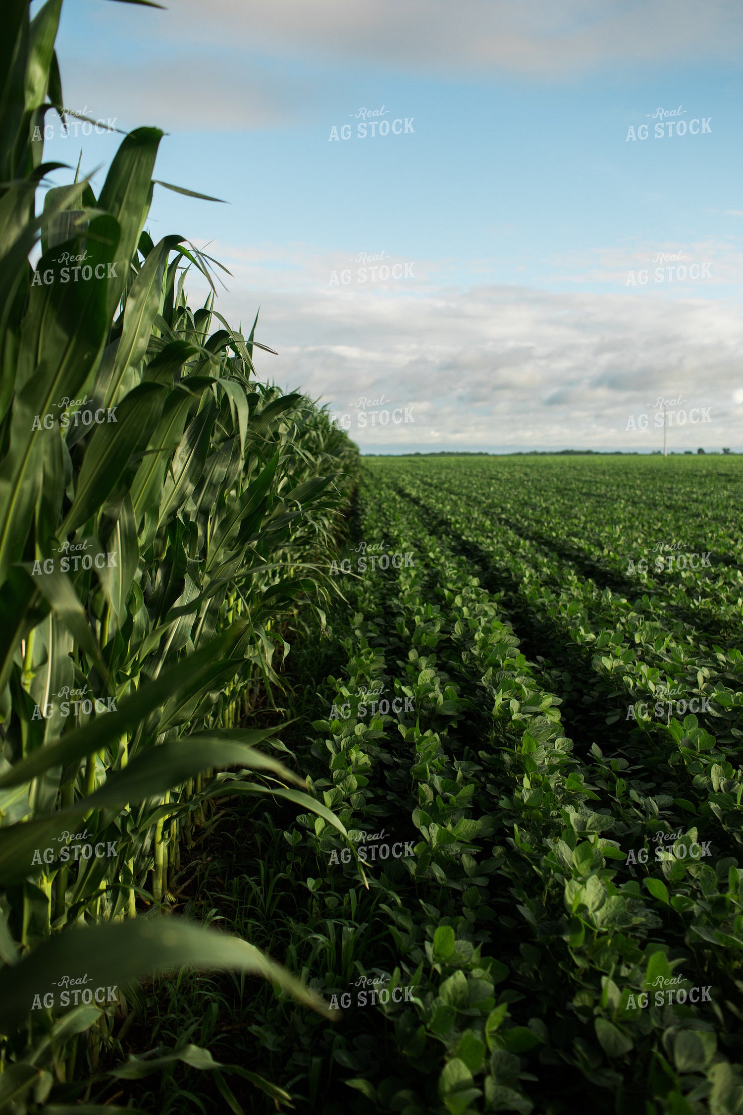 Green Corn and Soybean Field Border 6274