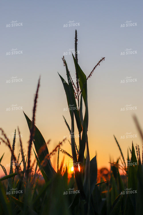 Corn Tassels at Sunset 109004