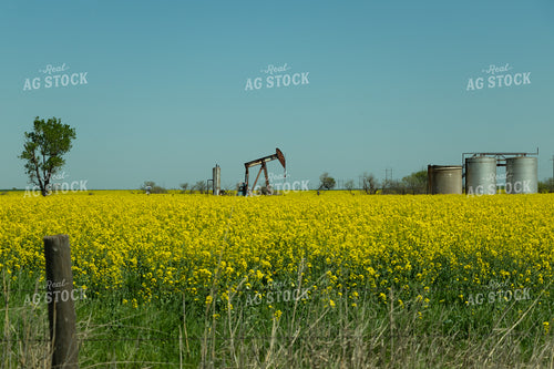 Canola Field 71021