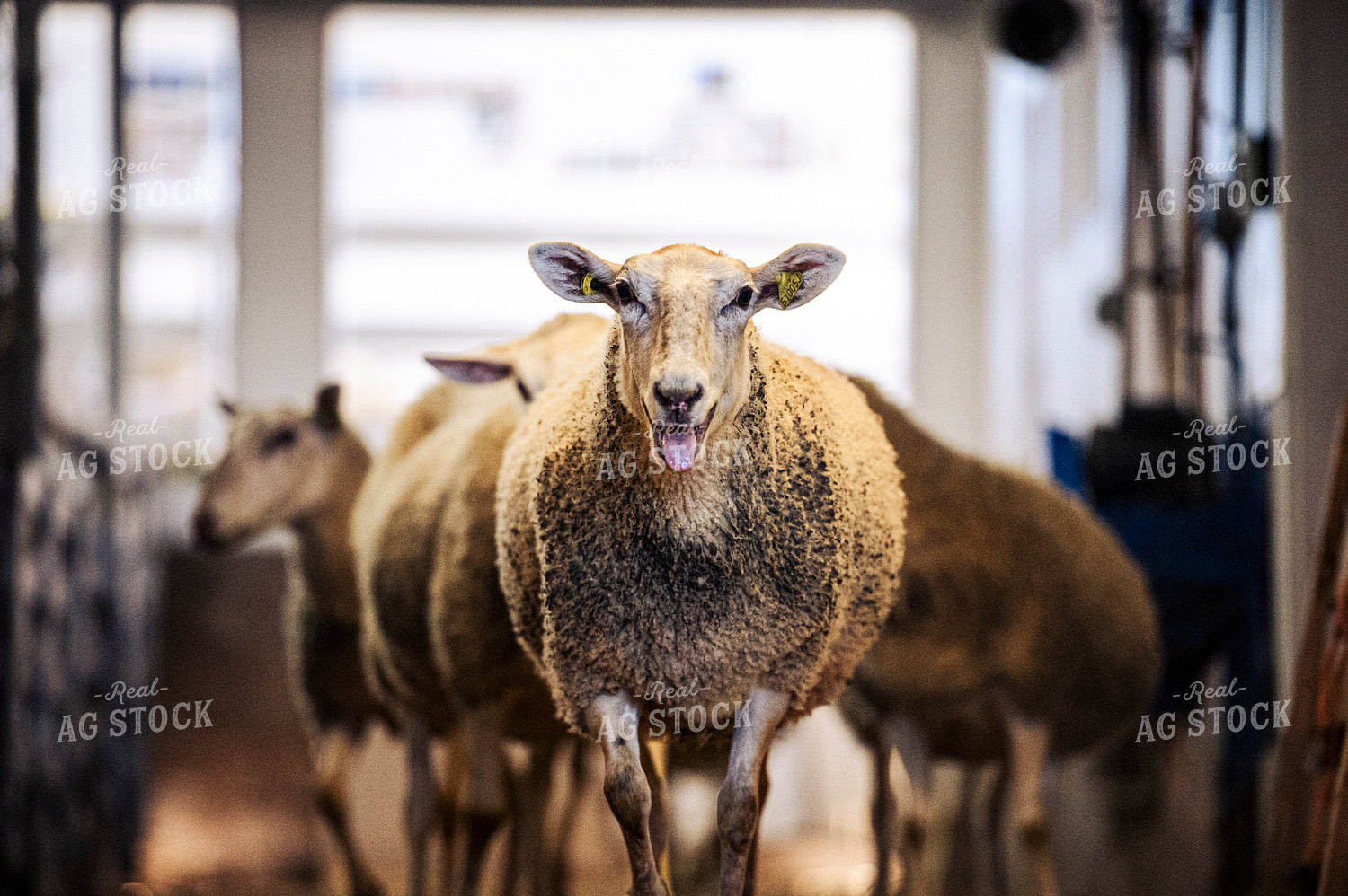 Sheep 195051