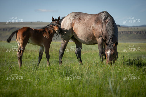 Foal and Mare 78205