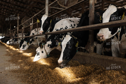 Cattle in Open Air Barn 152758