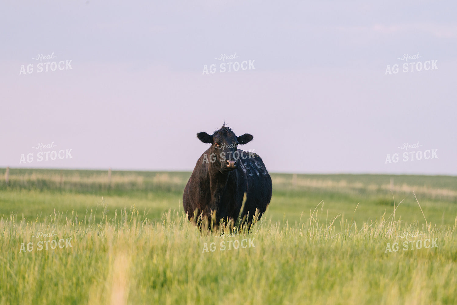 Black Angus Cattle on Pasture 68259
