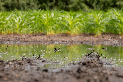 Flooded Corn Field 157188
