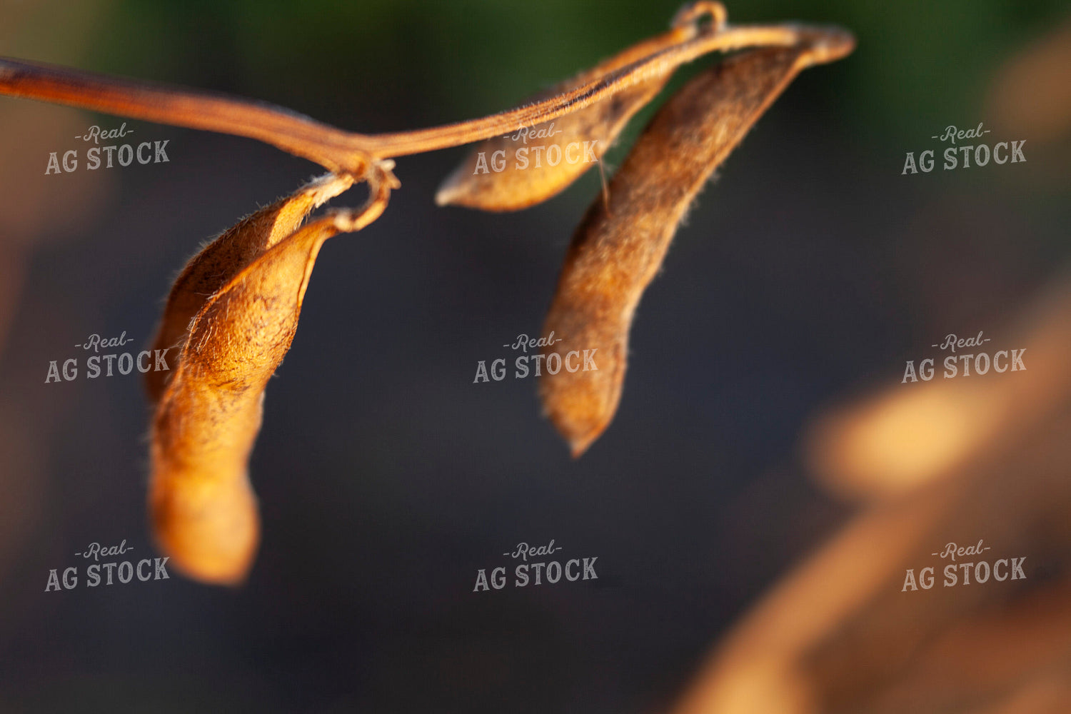 Soybeans - Dry 1582