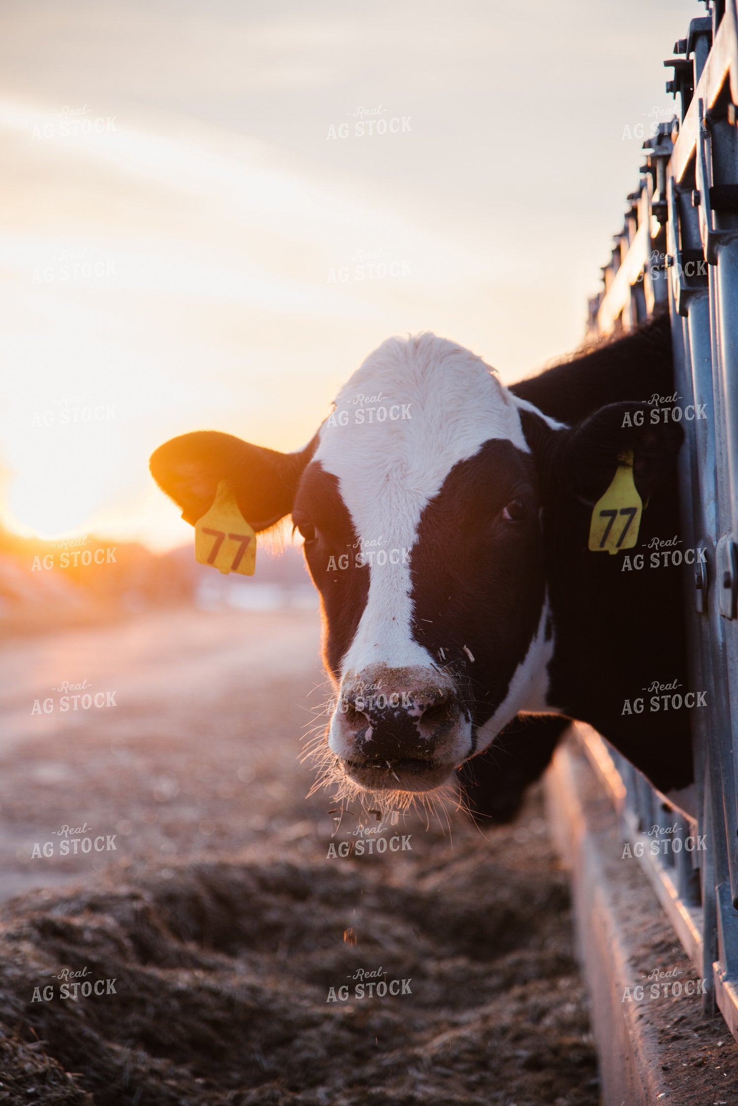 Holstein Cow 137093