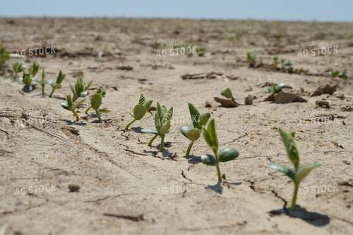 Early Growth Soybeans 206016