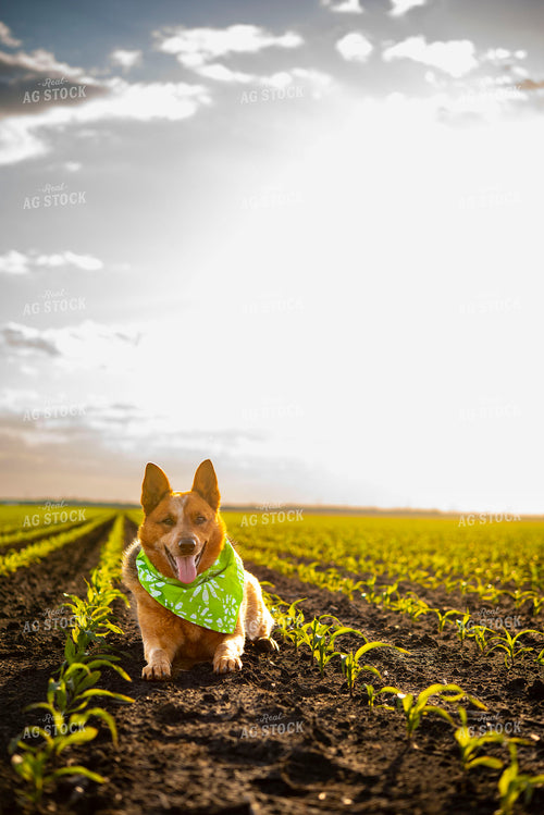 Farm Dog Sits in Early Stage Corn Field at Sunset 136041