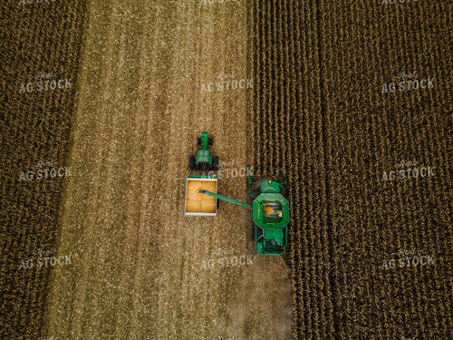 Corn Harvest 115106