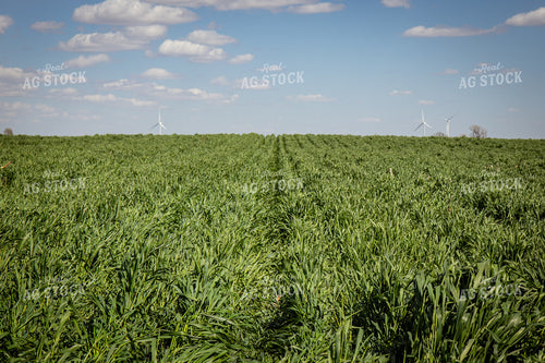 Cover Crops 67694