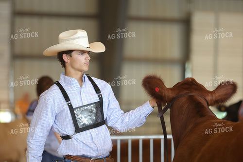 Showing Cattle 52462