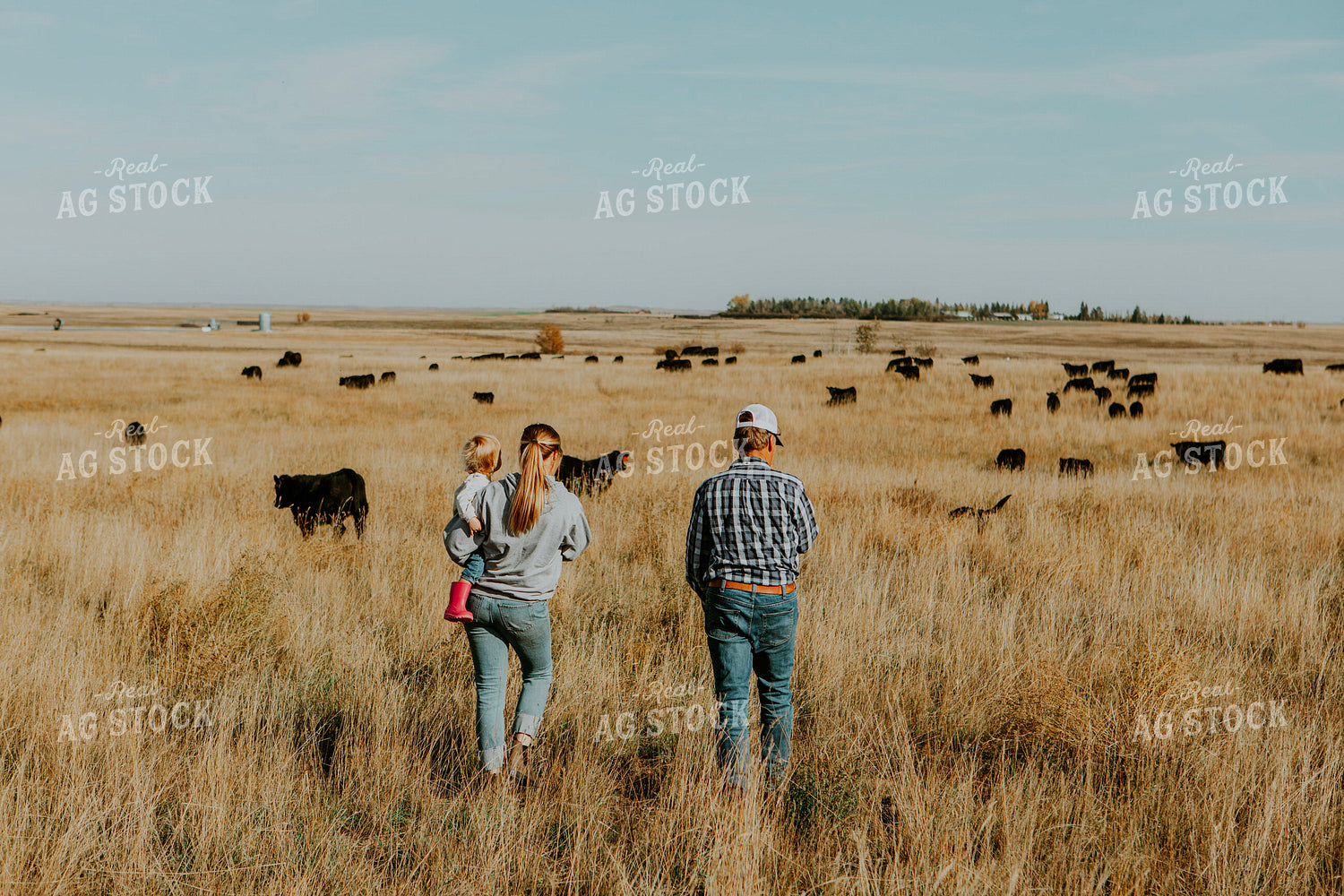 Ranch Family Checks Cows 187066