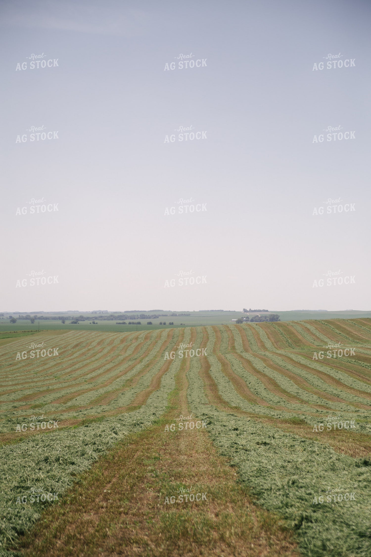 Windrowed Hay Silage Field 70056