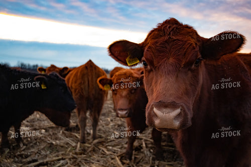 Cattle on Cornstalks 168025