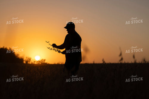 Farmer Checking Dried Soybeans in Sunset 250042