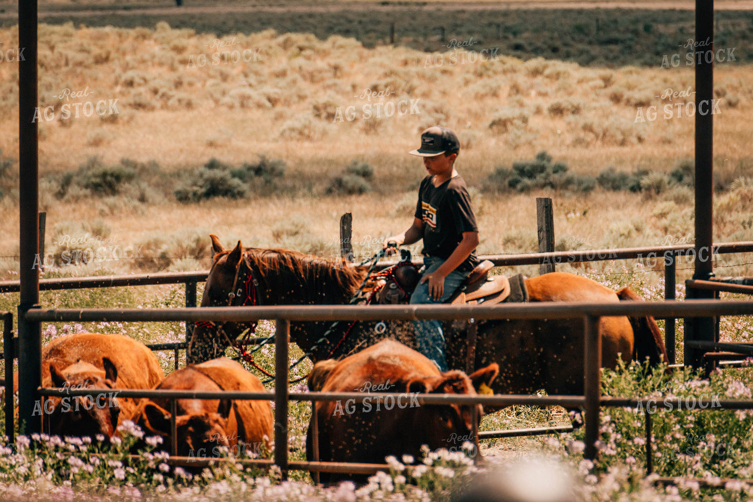 Farm Kid on Horse with Cattle 97043