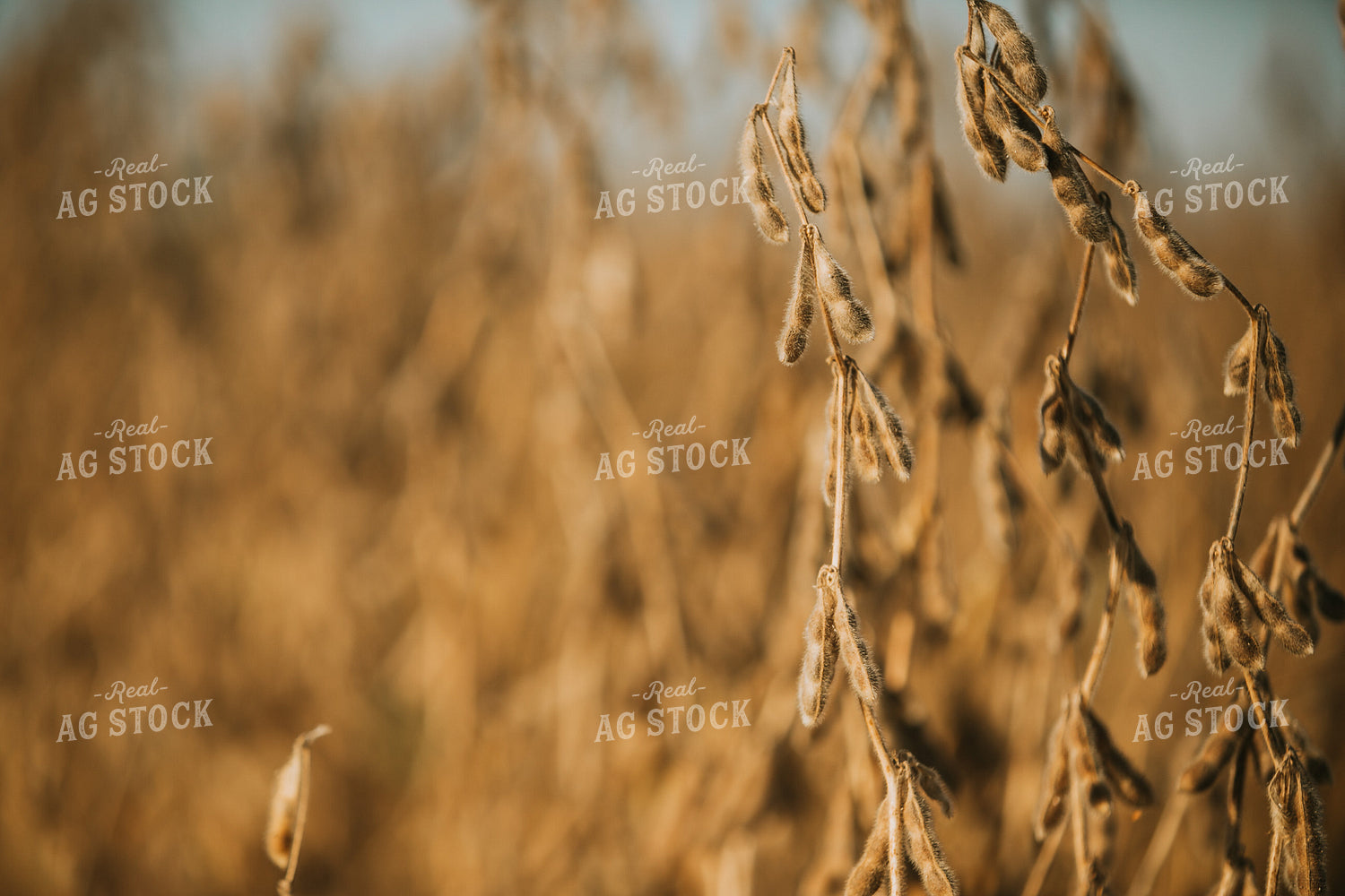 Golden Hour Soybean Plants and Pods 4771