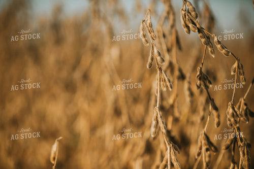 Golden Hour Soybean Plants and Pods 4771
