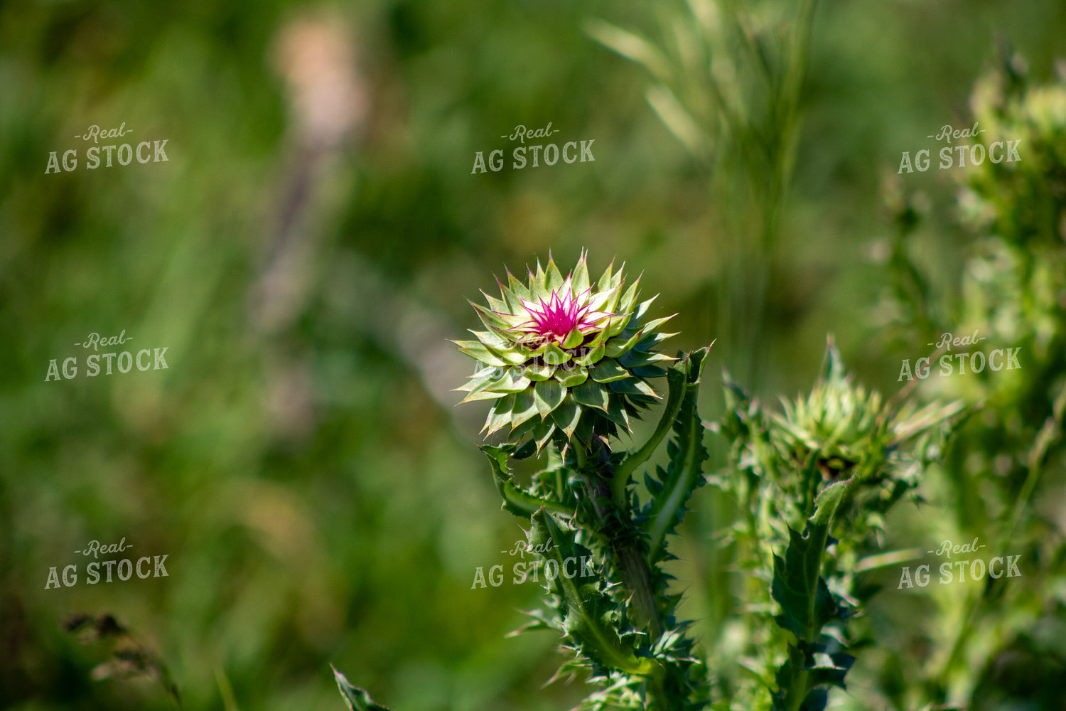 Musk Thistle 214281