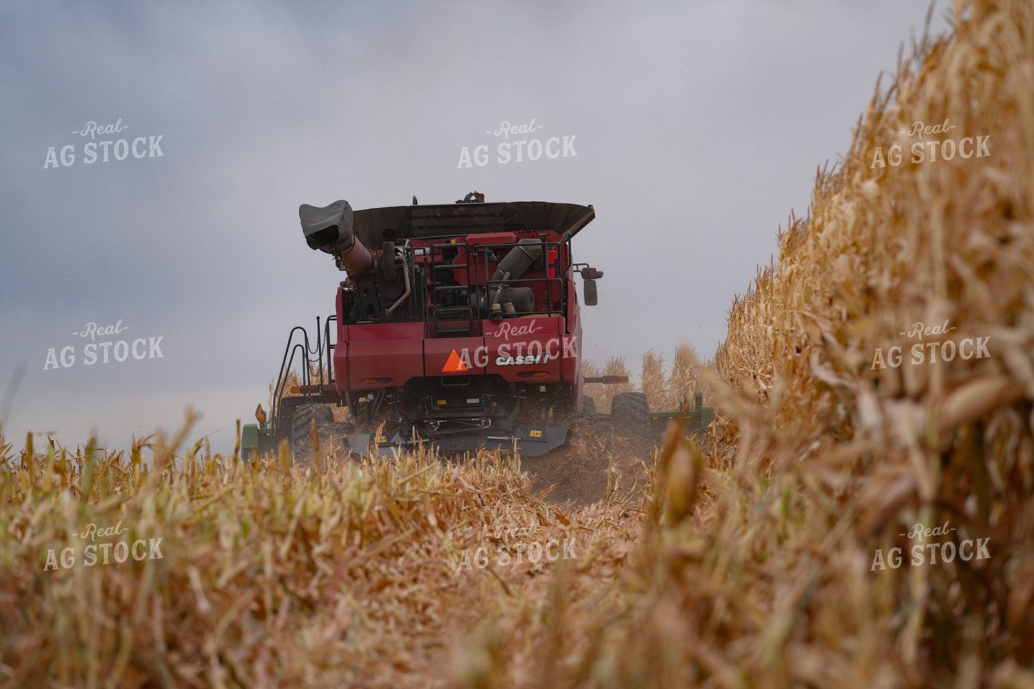 Corn Harvest 293007