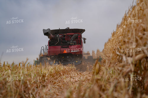 Corn Harvest 293007