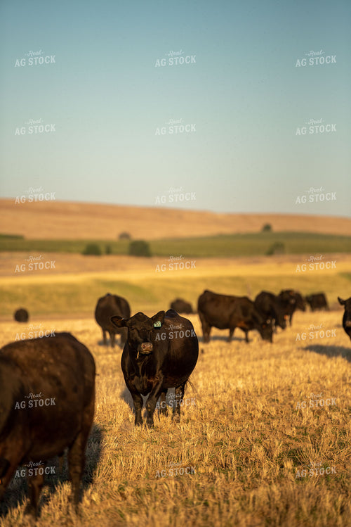 Cattle in Pasture 57031