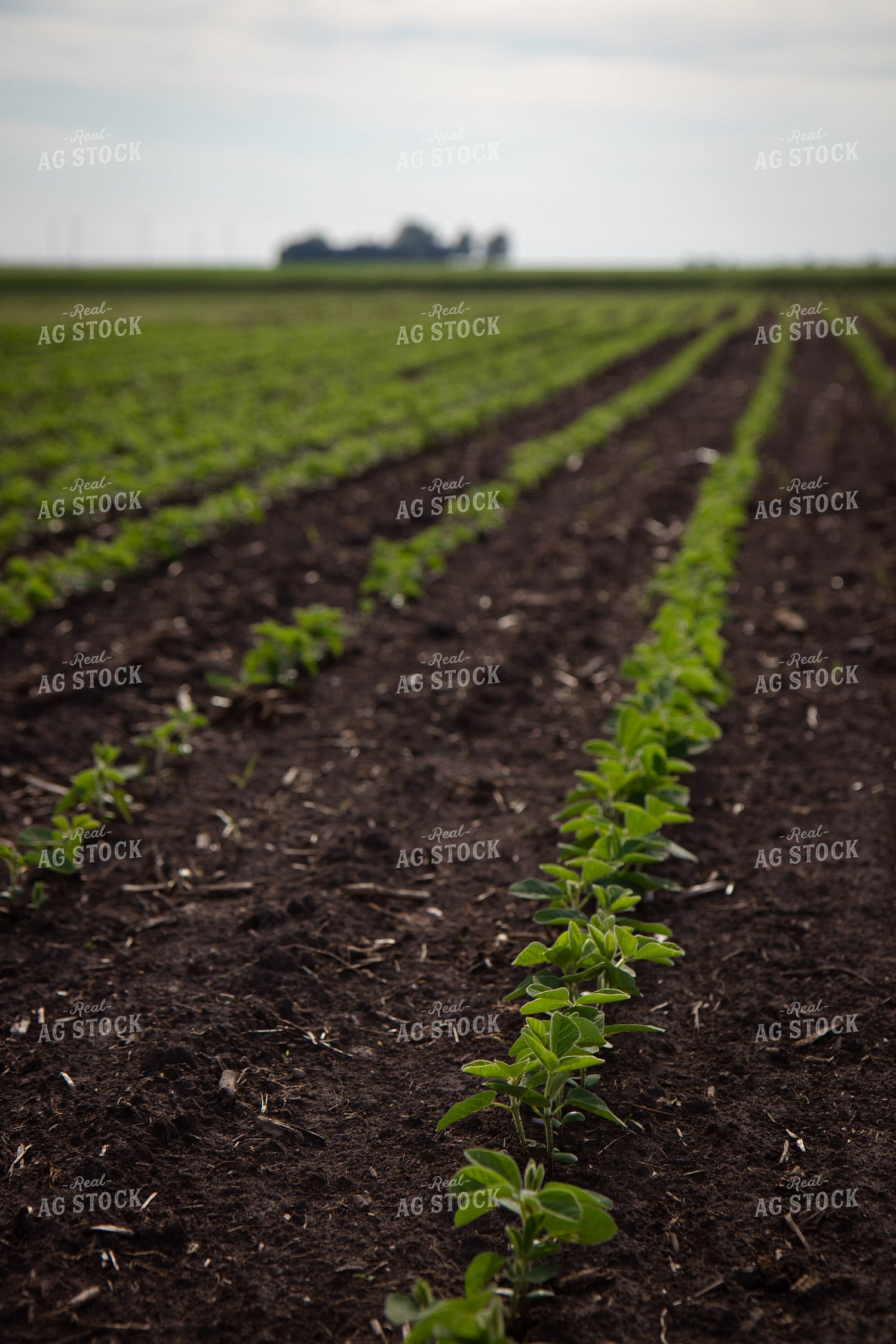 Early Growth Soybeans 268282