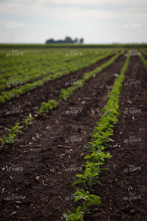 Early Growth Soybeans 268282