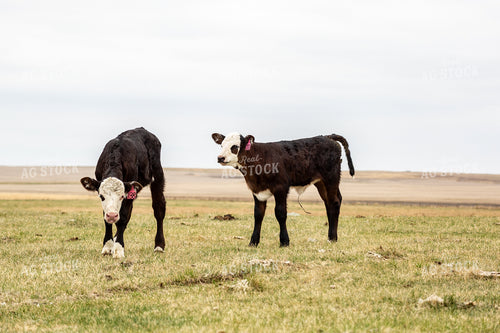 Black Baldy Calves 155726