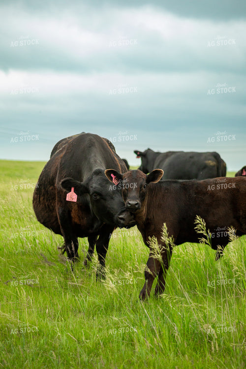 Cattle on Pasture 155654